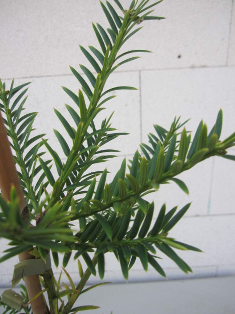 Japanische Nusseibe - Torreya nucifera - 40-50cm