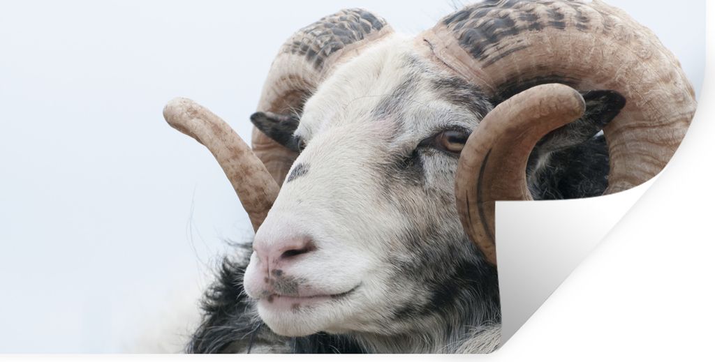 MuchoWow Wandtattoo Wandsticker Wandaufkleber Schafe - Horn - Tiere 80x40 cm Selbstklebend und Repositionierbar - Aufkleber