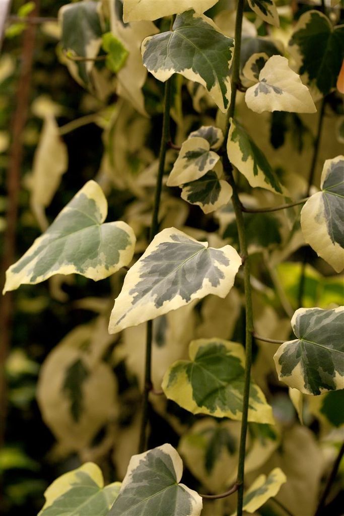 Hedera colchica 'Dentata Variegata', Efeu, panaschiert, 40–60 cm