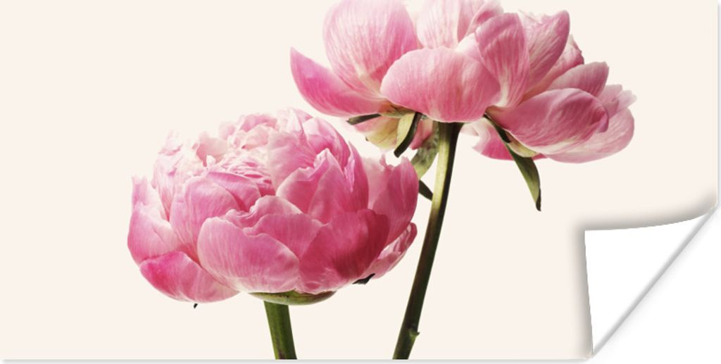 MuchoWow Poster Blumen - Blüte - Rosa 80x40 cm - Wanddeko