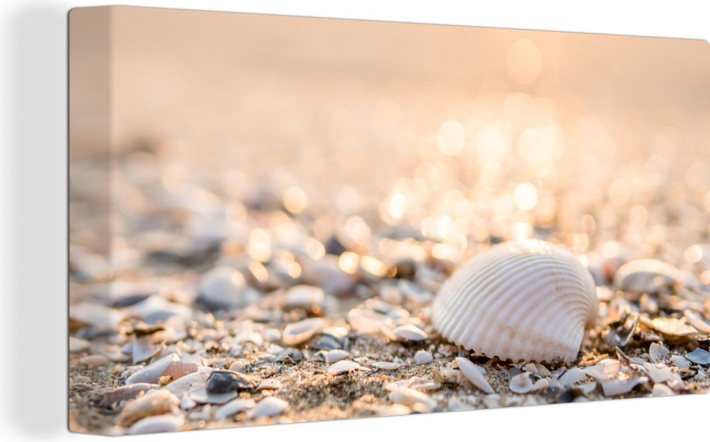 MuchoWow - Leinwandbilder - Muscheln - Weiß - Strand - Sommer, Wandbild, Wanddeko Bilder Wohnzimmer, 40x20 cm