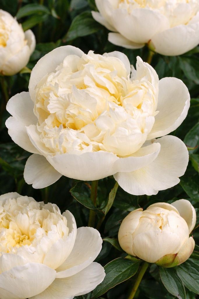 Paeonia lactiflora Shirley Temple – Duftende Edelpfingstrose cremeweiß | Winterharte Gartenpfingstrose im 1 L Topf | Staude für Beet & Bauernga...