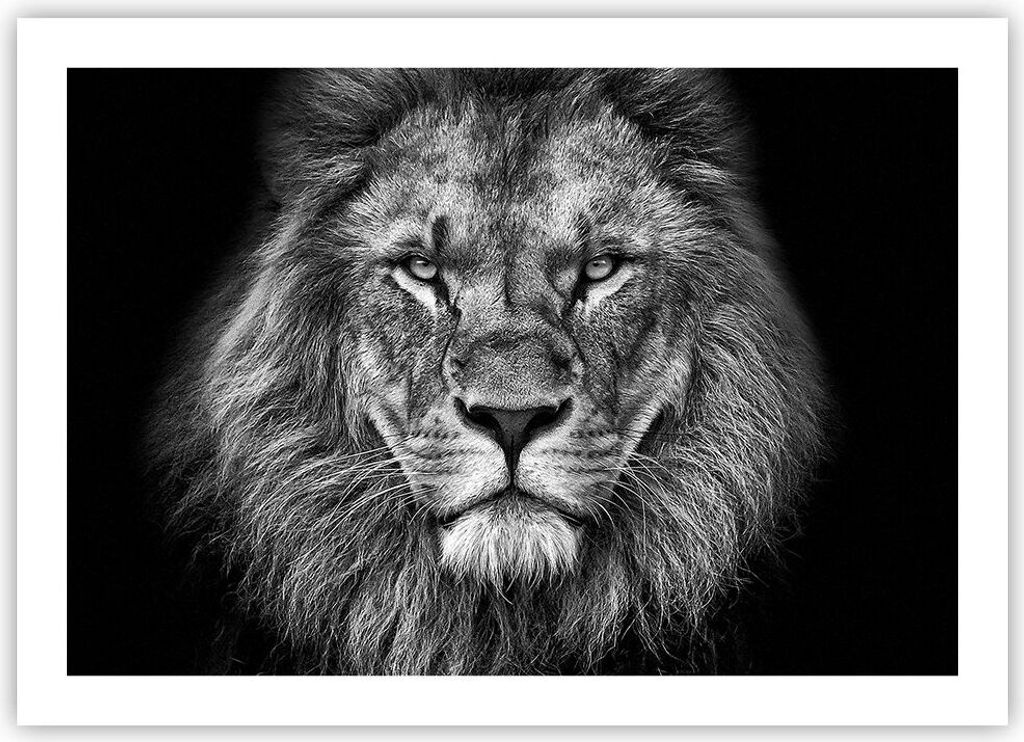 Poster - Poster ohne Rahmen - Porträt Löwe Schwarzweiß - 70x50 cm - Wand Bild - Wanddeko - Wandbilder - Kunstposter - Wandposter - Bilder - Kuns...