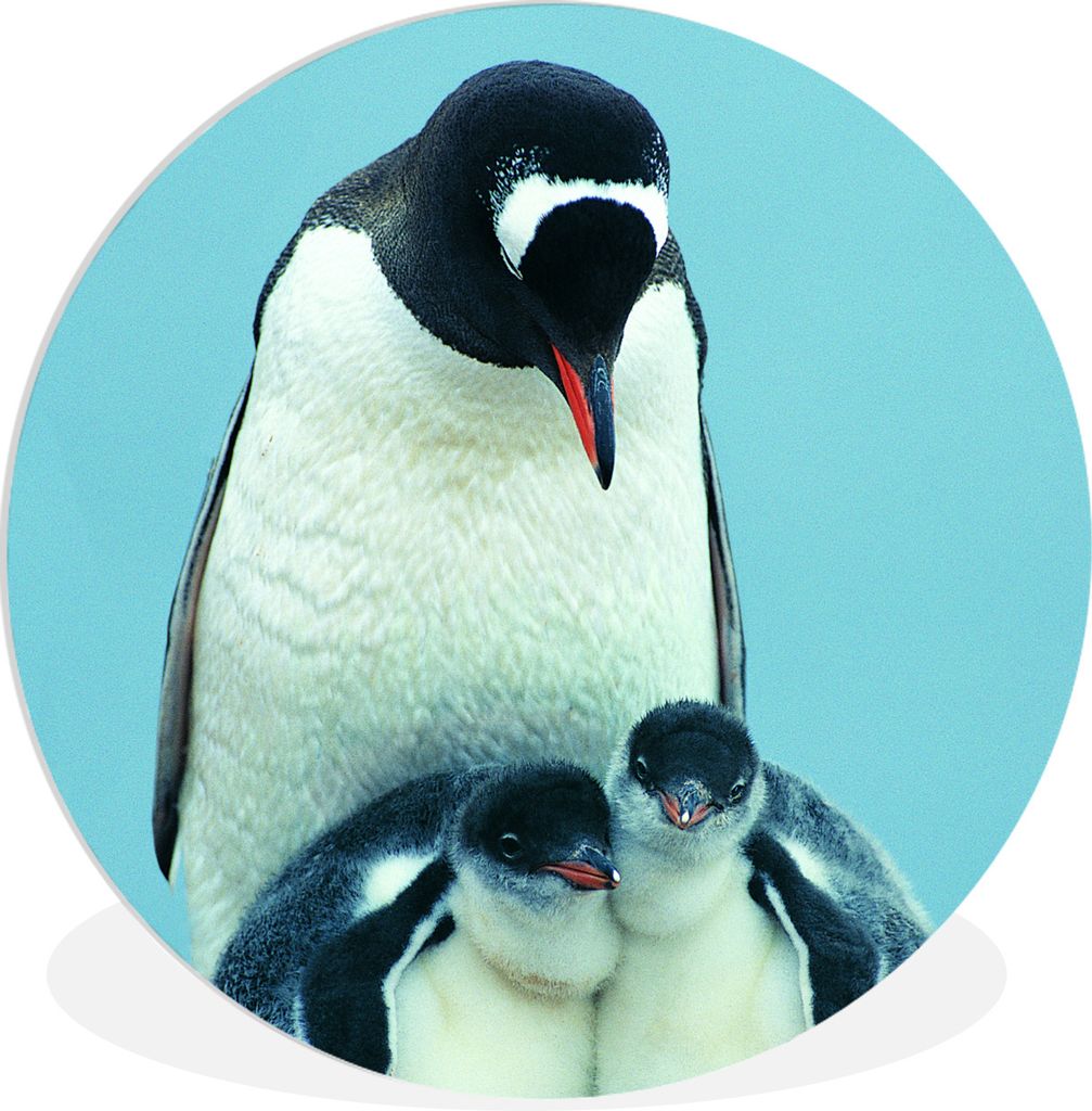 MuchoWow Rundes Wandbild - Runde Bilder Tiere - Pinguine - Küken Ø 60 cm Kreis Wanddekoration Kunststoff - Wandkreis - Wandschmuck - Wand Kreis...