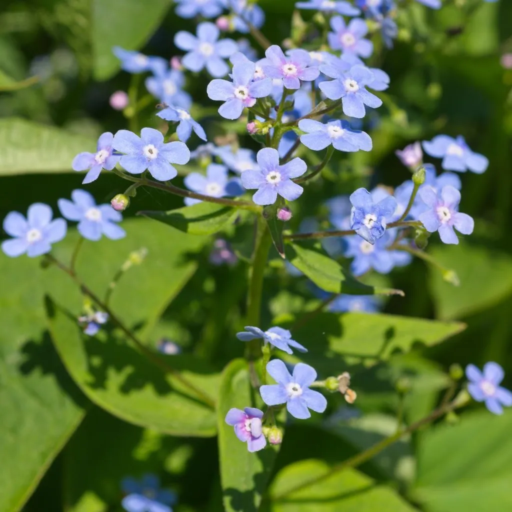 Brunnera macrophylla Myosotis du Caucase - Lot de 6 Plants en Pot de 9cm