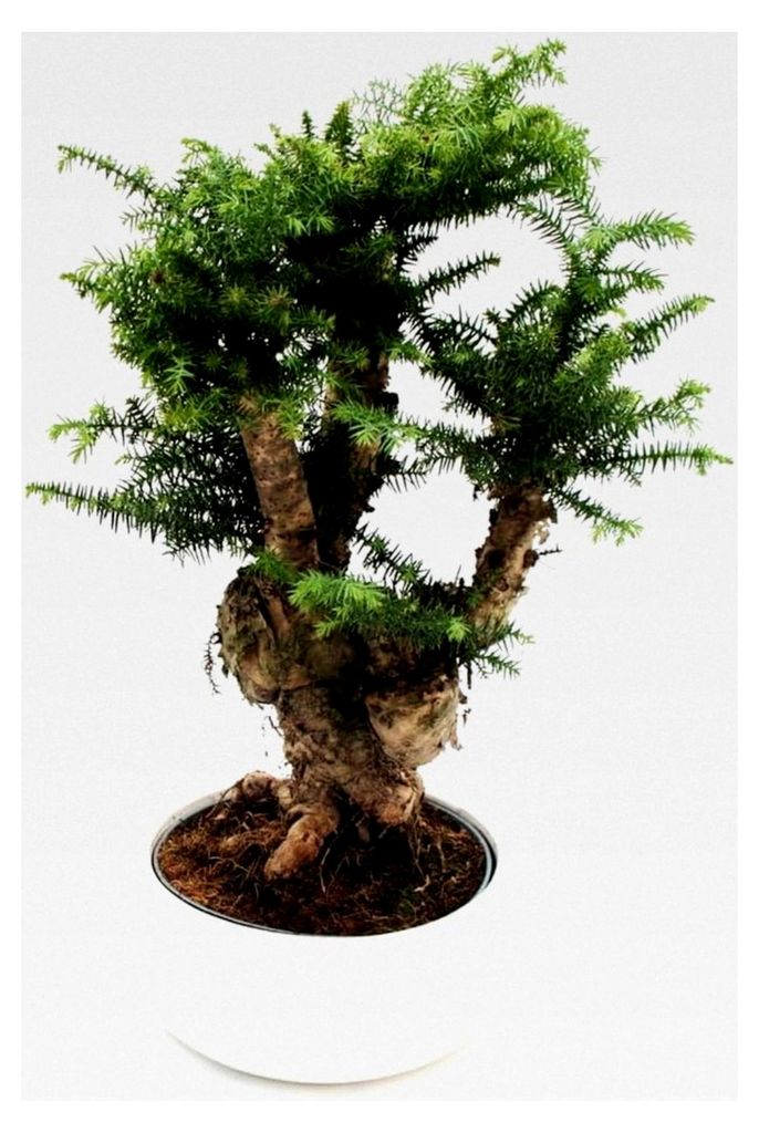 Zimmerbonsai - Araucaria cunninghamii - Zimmertanne - Neuguinea-Araukarie - ca. 65 cm hoch - 26 cm Schale Weiß Keramik