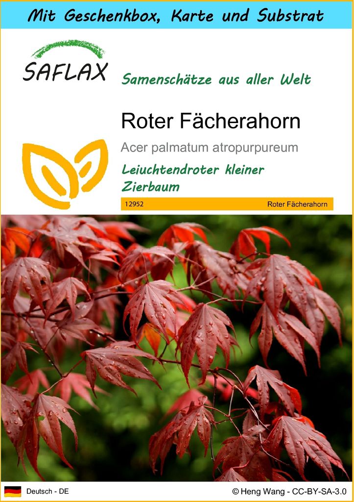 SAFLAX - Geschenk Set - Roter Fächerahorn - 20 Samen - Mit Geschenk- / Versandbox, Versandaufkleber, Geschenkkarte und Anzuchtsubstrat - Acer palm...