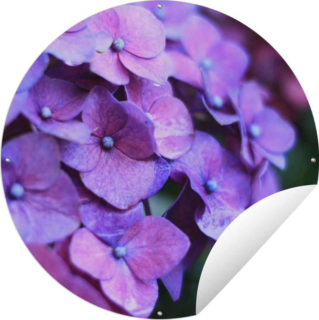 MuchoWow Gartenposter Outdoor-Poster Rund Blumen - Lila - Hortensie - Natur - Blütenblätter Ø 120 cm Gartendeko Rundes Poster draußen
