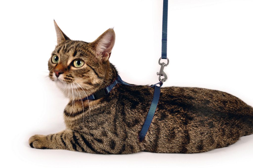 Karlie Art Sportiv Plus - Katzengeschirre - Mit Leine - Nylon - Dunkelblau - 110 cm
