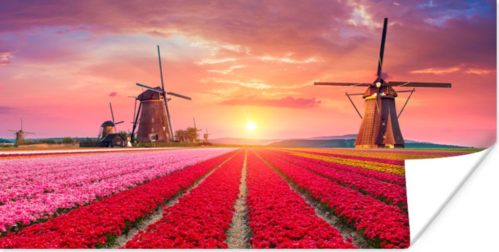MuchoWow Poster Blumen - Windmühle - Tulpen - Sonnenuntergang - Rosa 40x20 cm - Poster für die Wand - Poster Schlafzimmer