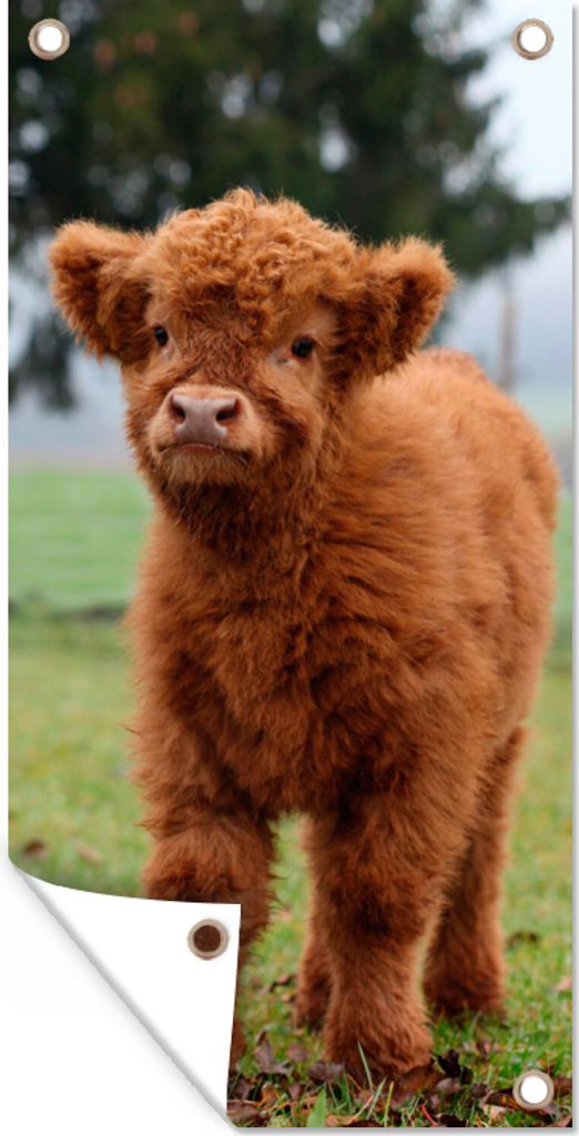 MuchoWow 80x160 cm Outdoor-Poster Gartendeko Sichtschutz Garten Poster für den Garten Scottish Highlander - Kalb - Gras
