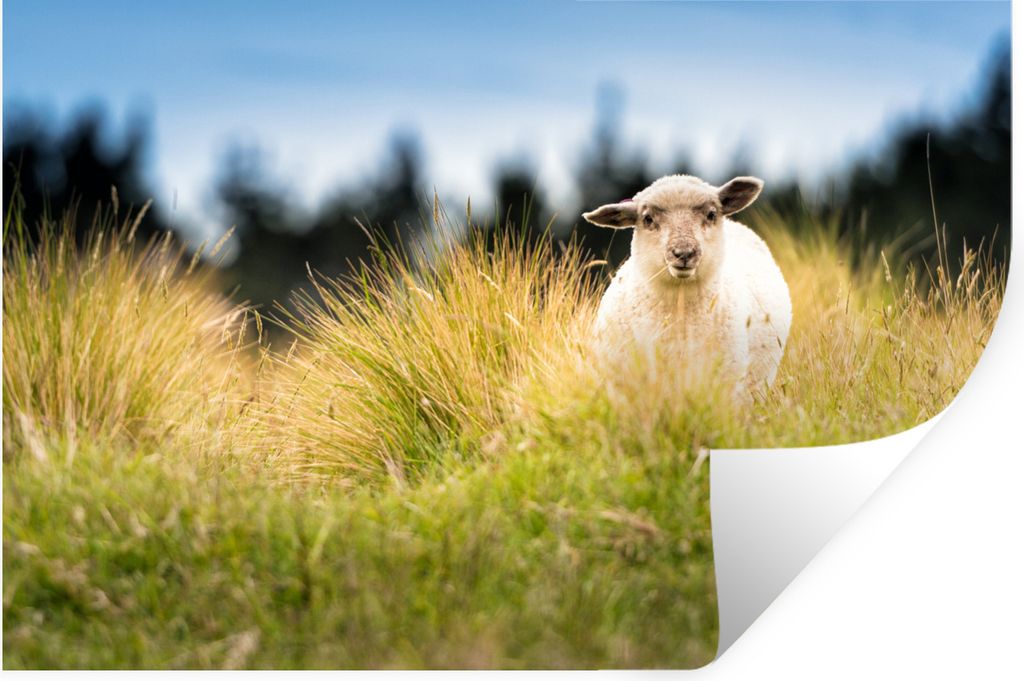 MuchoWow Wandtattoo Wandsticker Wandaufkleber Lamm im hohen Gras 60x40 cm Selbstklebend und Repositionierbar - Wierderverwendbar - Selbstklebend