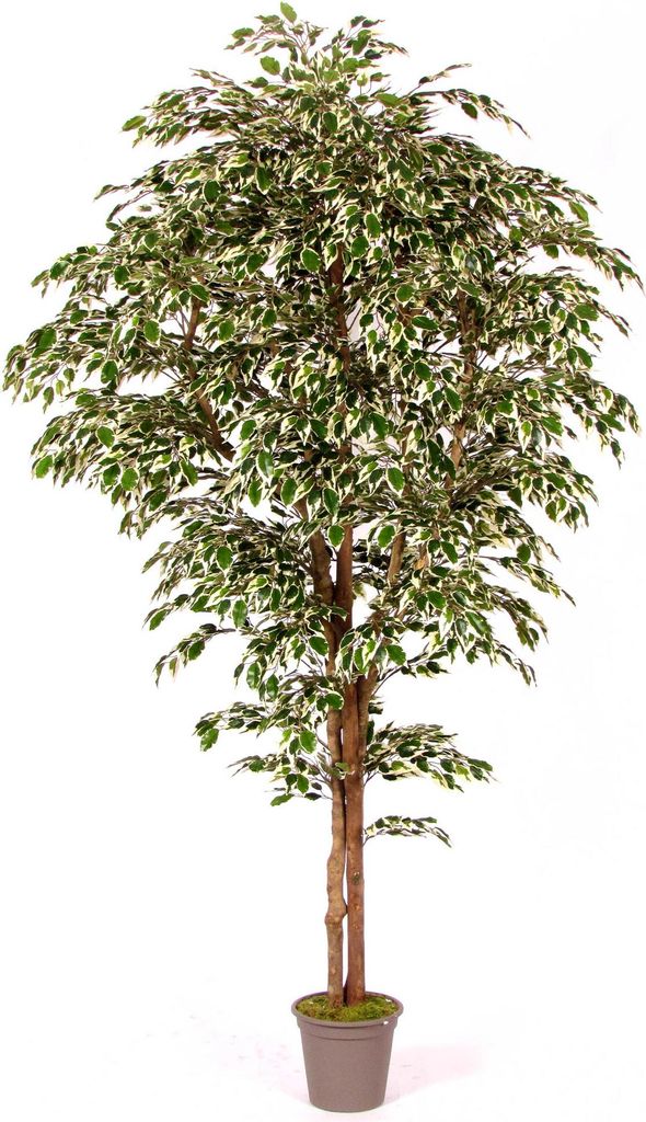 artplants.de Deko Ficus Benjamini Linette, Naturstämme, grün-weiß, 200cm - Italy - Kunstficus
