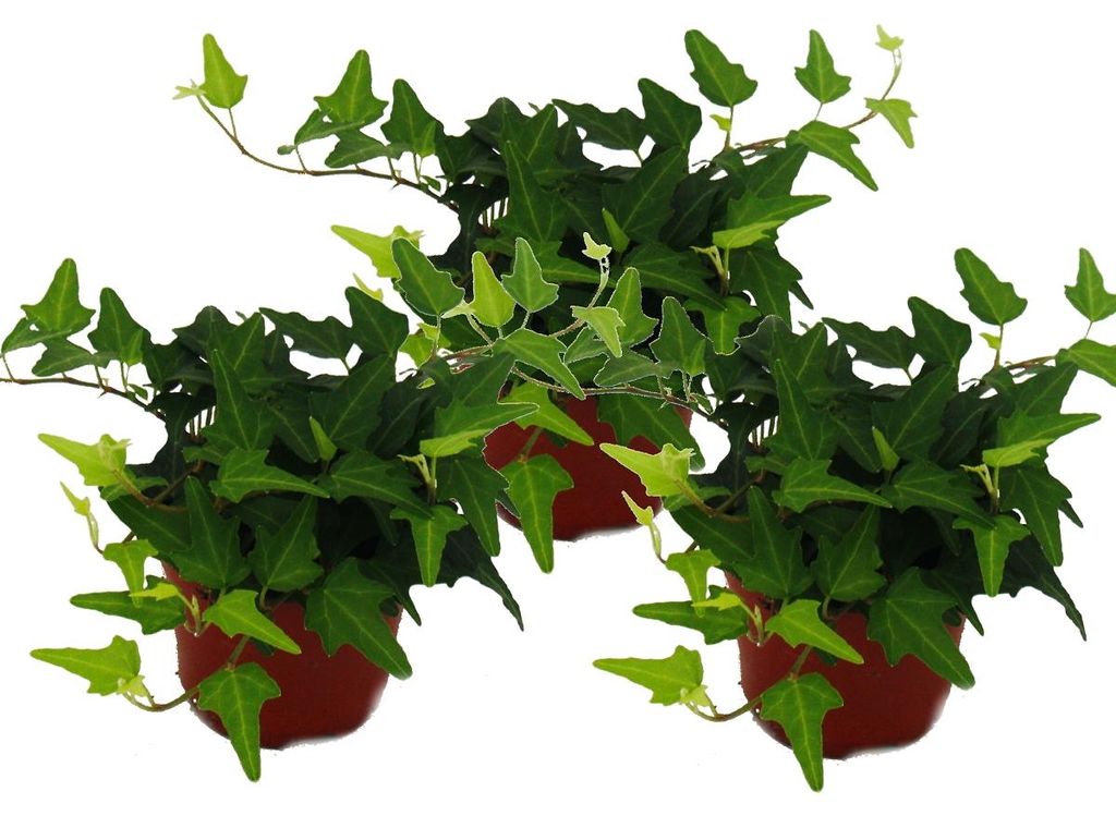 Hedera helix, sada 3 kusů, břečťan, zelenolistý 9cm Obrázek produktu 