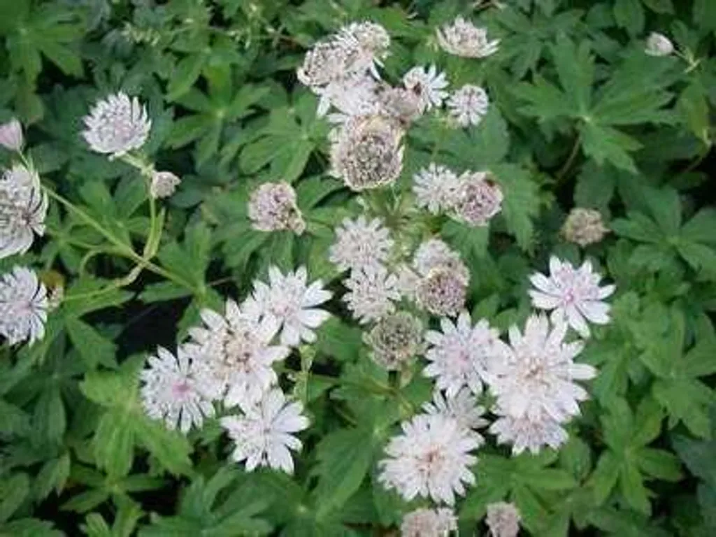 Astrantia major Alba - Lot de 6 plants Houx étoilé blanc en pot 9x9 cm