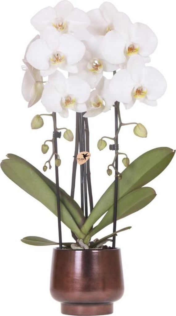 Kolibri Orchids | Scandic Copper Übertopf Ø12cm mit weißer Niagara Falls Orchidee – frisch vom Züchter