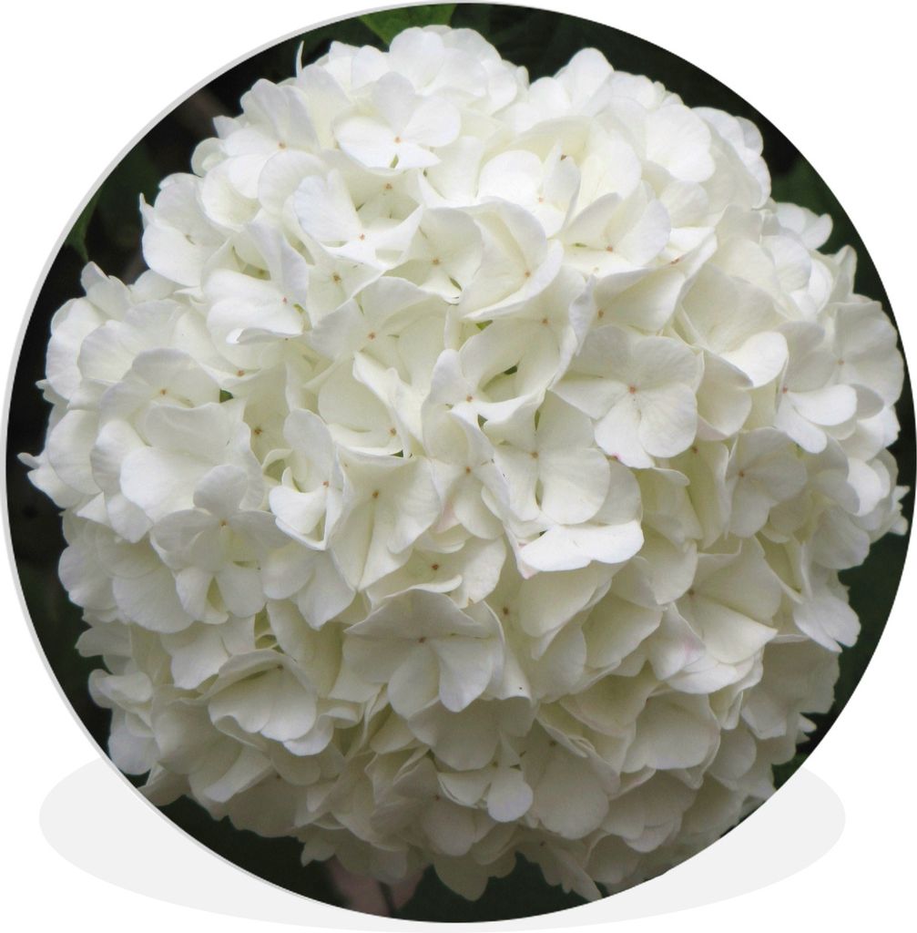 MuchoWow Rundes Wandbild - Runde Bilder Weiße Hortensie Ø 60 cm Kreis Wanddekoration Kunststoff - Wandkreis - Wandschmuck - Wand Kreis - Das Sc...
