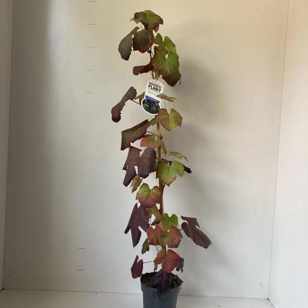 Vitis vinifera Boskoop Glory - Raisin de table noir en pot de 70 cm