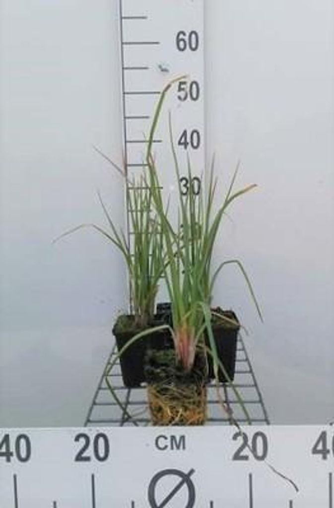 6 x Kniphofia hybr. 'Royal Castle' - Fackellilie - Topf 9 x 9 cm