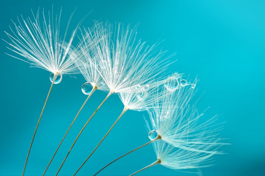 Muralo Fototapete Blumen 152.5 (B) x 104 (H) cm Vlies Tapete Wandtapeten Wohnzimmer Schlafzimmer moderne Wandbilder XXL Pflanzen Natur Wand Dekoration