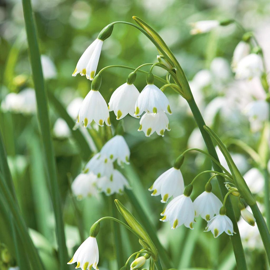 Leucojum Gravetye Giant Zwiebeln Blumen Riesige Knotenblume Produktbild 