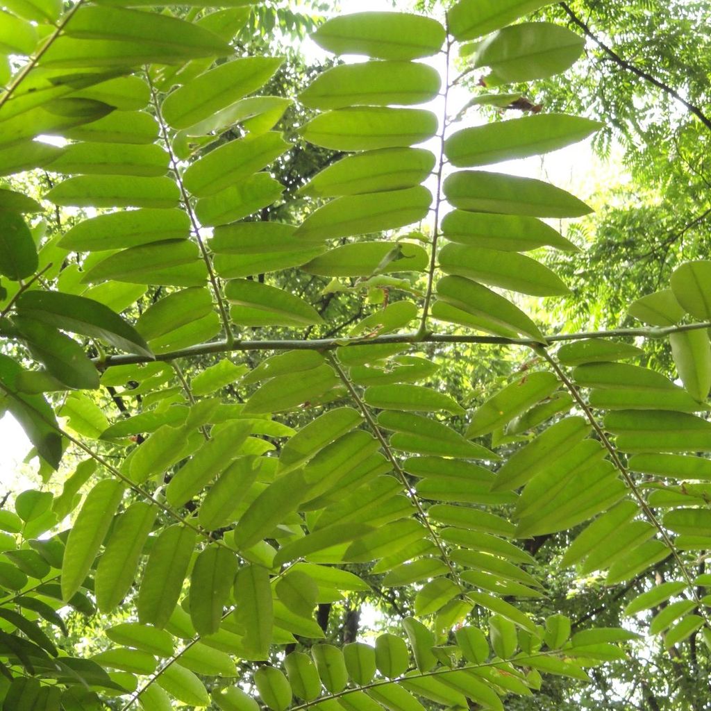 Chinesischer Ton (Toona sinensis) - 20 Samen