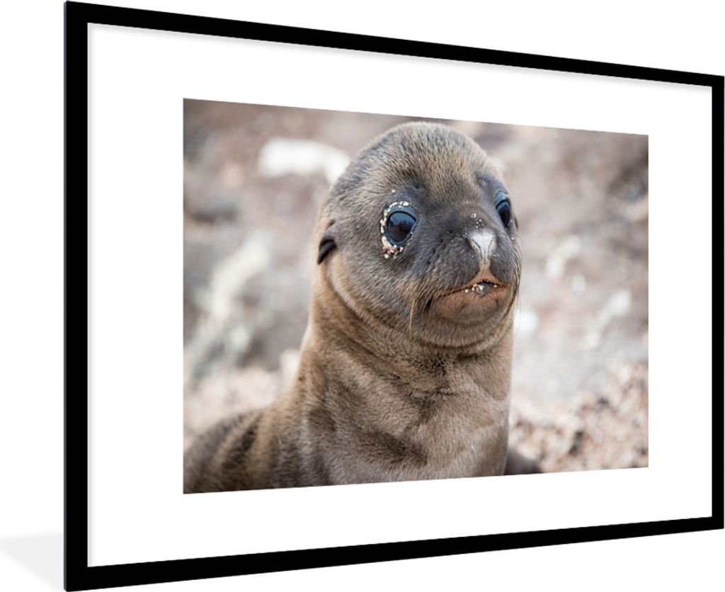 MuchoWow MuchoWow Gerahmtes Poster Seelöwe - Jung - Strand 90x60 cm - Poster mit zchwarzem Bilderrahmen - Wanddekoration - Fotos