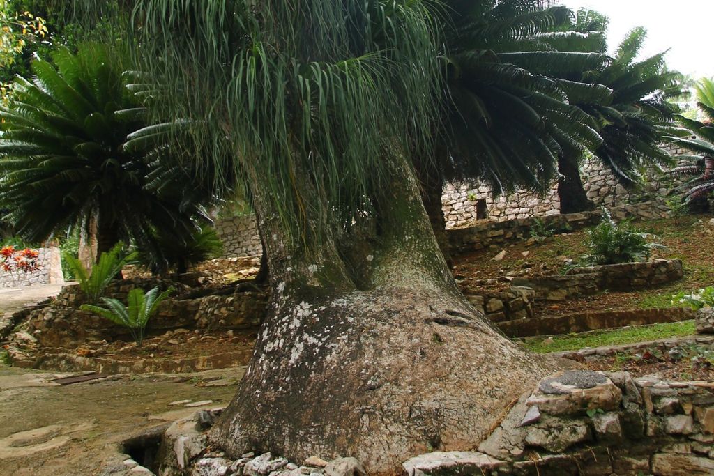rattenschwanz kaktus Disocactus × mallisonii (Rattenschwanz-Kaktus) main image 0