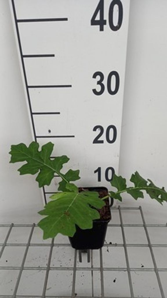 6 x Acanthus hungaricus - Berenklau im topf 9 x 9 cm