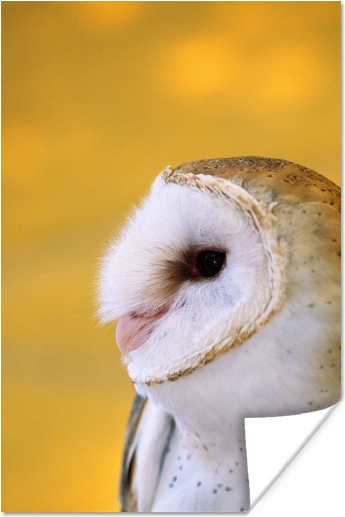 MuchoWow Poster Eule - Gelb - Tier 60x90 cm - Wanddekoration