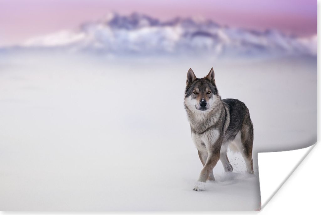 MuchoWow Poster Wolf - Schnee - Berge 90x60 cm - Schlafzimmer