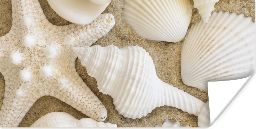 MuchoWow Poster Muschel - Strand - Weiß 120x60 cm - Bild