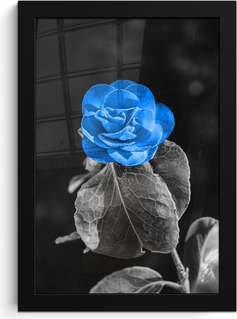 MuchoWow MuchoWow Gerahmtes Poster Blumen - Rose - Schwarz - Weiß - Blau 20x30 cm - Poster mit zchwarzem Bilderrahmen - Drucken - Bilder Poste...