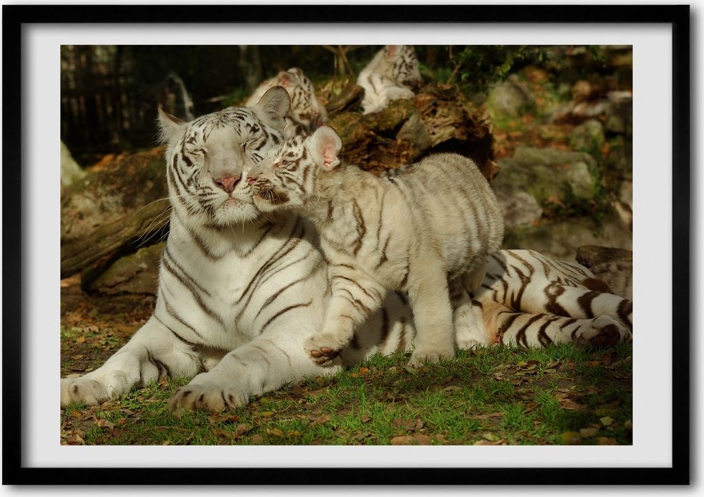Bild - Bilder - Bilderrahmen - 70 cm x 50 cm - MDF-Rahmen, Wandkunst Tigers