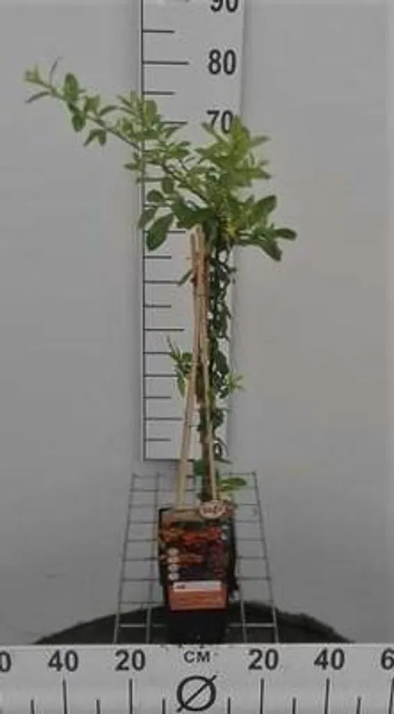 Pyracantha Orange Glow persistant et épineux - Haie défensive 50-60 cm