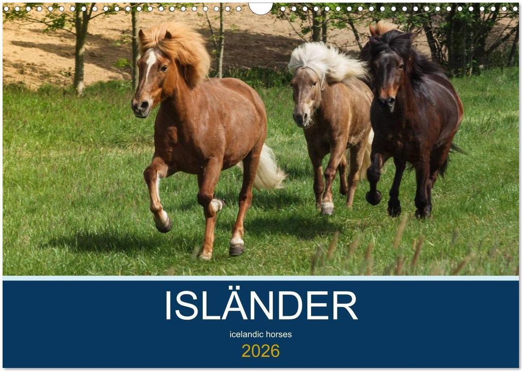 Isländer - icelandic horses (Wandkalender 2026 DIN A3 quer), CALVENDO Monatskalender