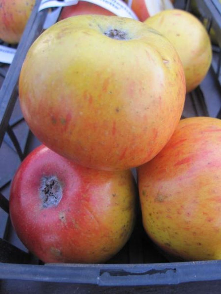 Herbstapfel Wildeshausener Goldrenette - Malus domestica - 140-150cm