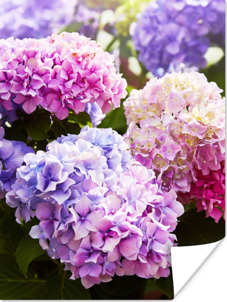 MuchoWow Poster Blumen - Hortensie - Rosa - Blätter - Sonne 30x40 cm - Wandplakat - Poster Kinderzimmer