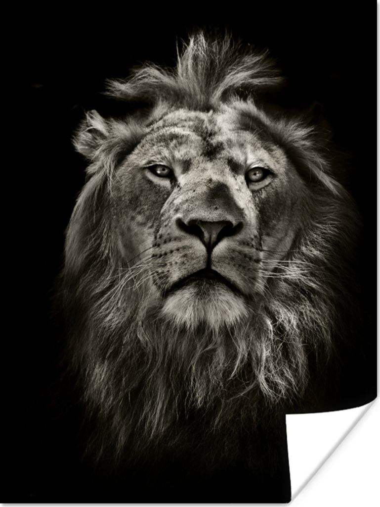 MuchoWow Poster Löwe - Tiere - Porträt - Wildtiere - Schwarz und weiß 60x80 cm - Schlafzimmer Dekoration