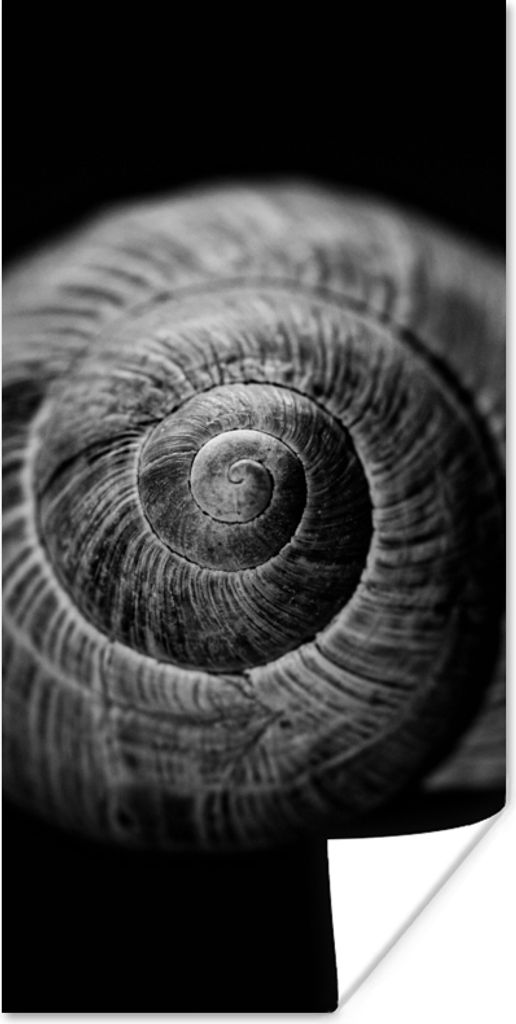 MuchoWow Poster Schnecke - Tiere - Schwarz - Weiß - Schneckenhaus 20x40 cm - Plakat - Foto