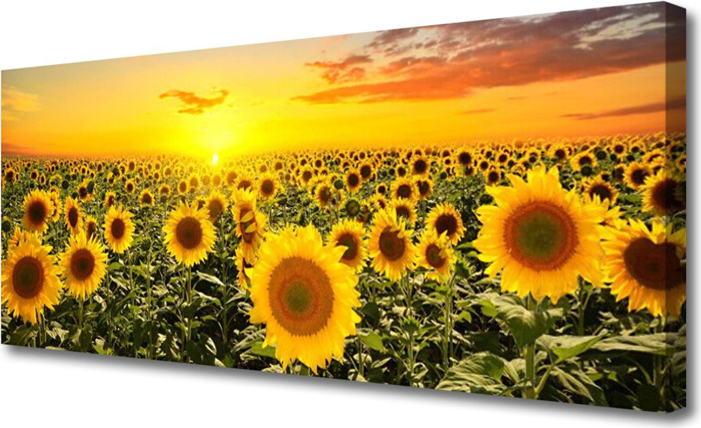 Tulup Leinwand-Bilder 125x50 Wandbild Canvas Kunstdruck Sonnenblumen Pflanzen
