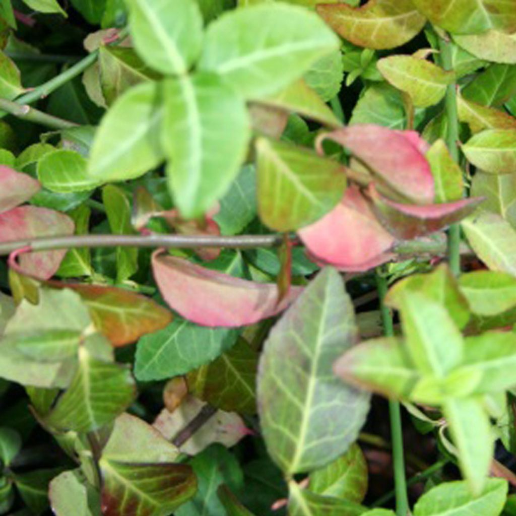 2 x  Euonymus fortunei 'Coloratus'  | 20-30 cm in Immagine del prodotto 