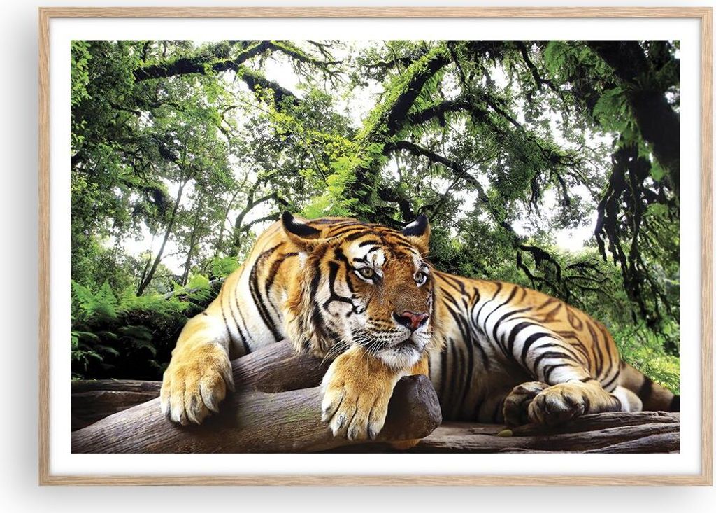 Gerahmtes Poster - Rahmen in heller Eiche - Tiger Dschungel Ruhe - 100x70 cm - Wand Bild - Wanddeko - Wandbilder - Wandposter - Bilderrahmen - Bild...