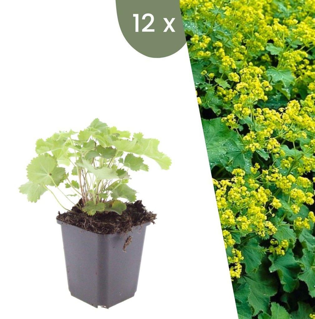 Plants by Frank | 12 Frauenmantel Pflanzen | Alchemilla Produktbild 