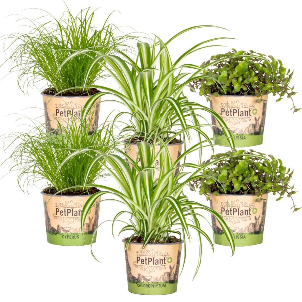 Bloomique - Lot de 6 - Plantes d’intérieur sans danger pour Image du produit 