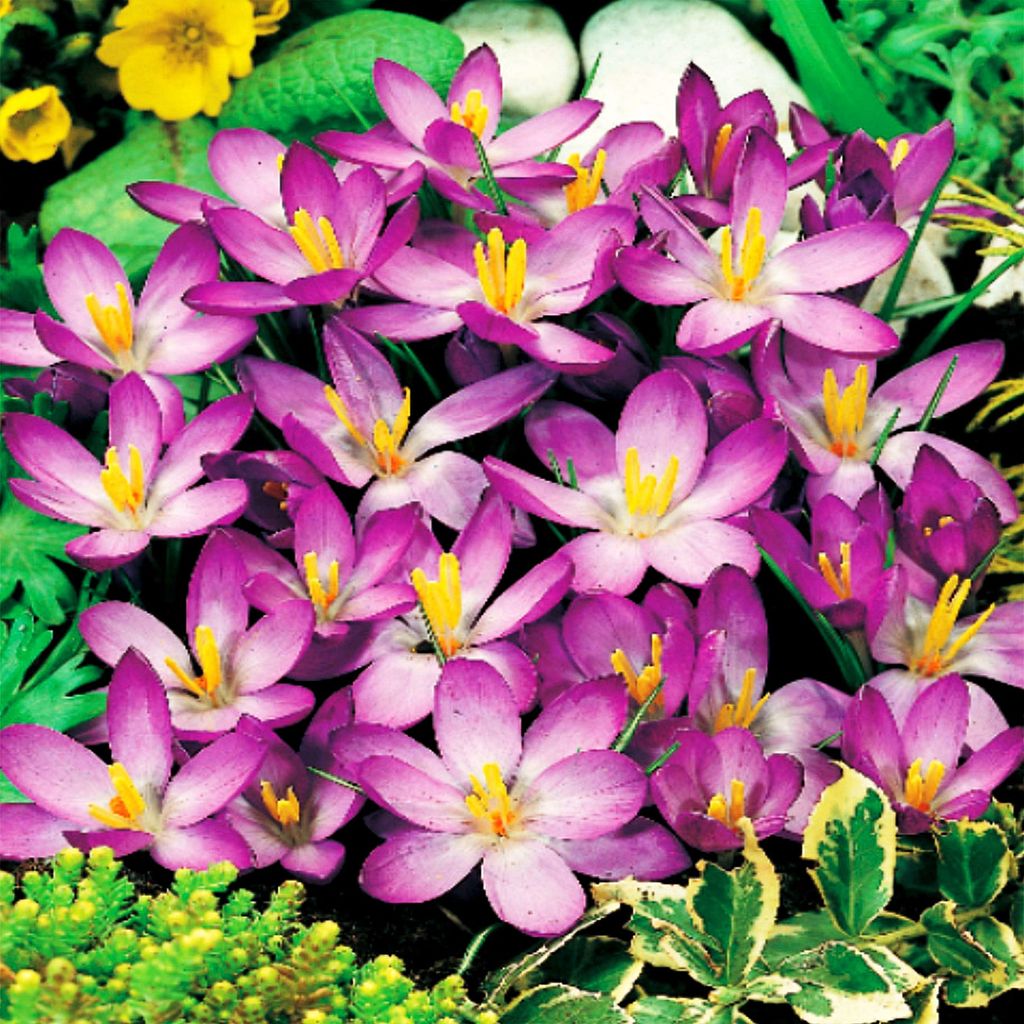 Bulbes de fleurs Bulbes de fleurs Crocus Crocus printanier Image du produit 