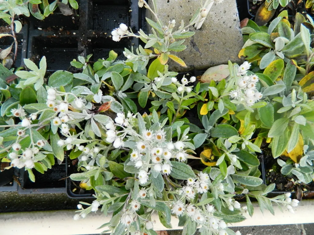 Plante vivace Edelweiss de Sibérie - Lot de 6 Anaphalis triplinervis 9x9cm