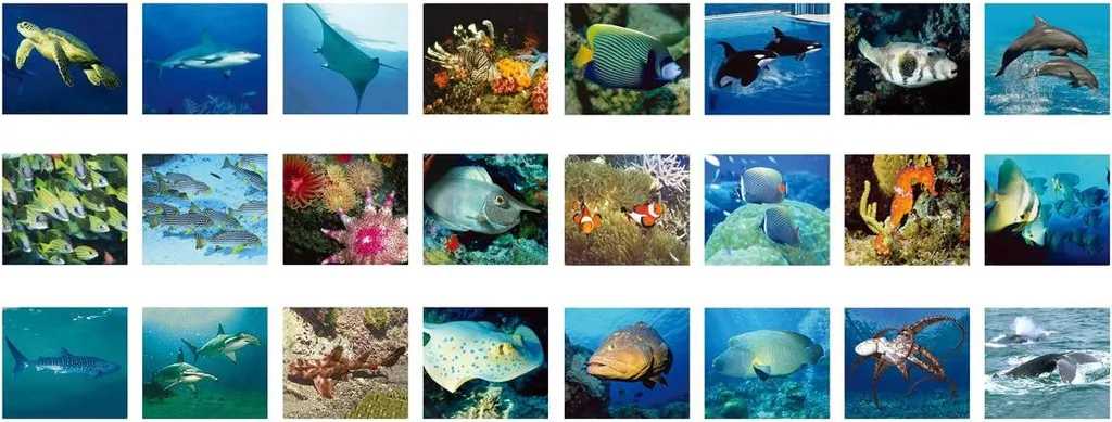 Ambo Jouets Viewer Animaux Marins Jeu Éducatif en Carton Coloré 3-99 Ans