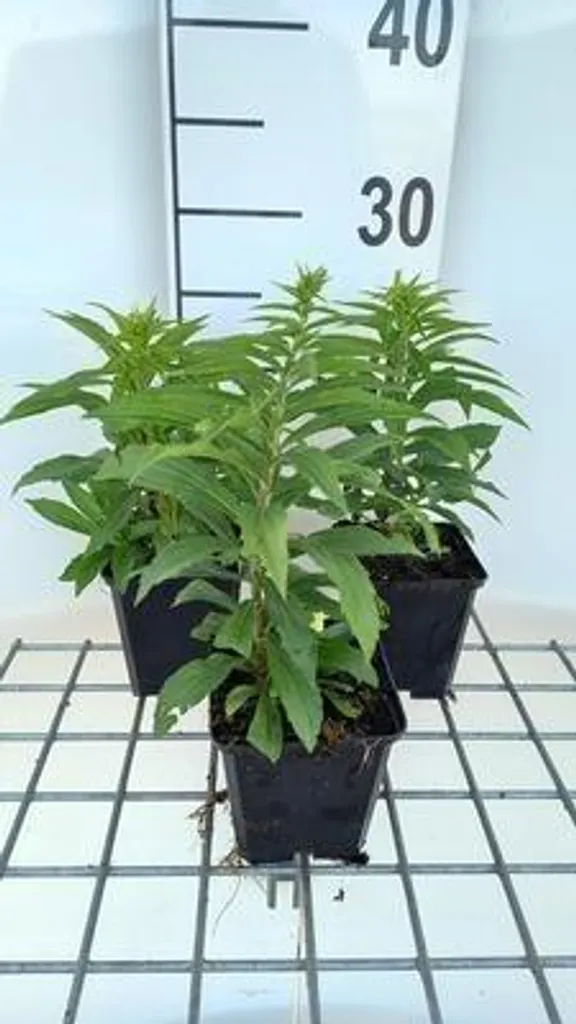 6 Solidago hybr. Golden Dwarf - Verge d'or jaune - Pots de 9x9 cm