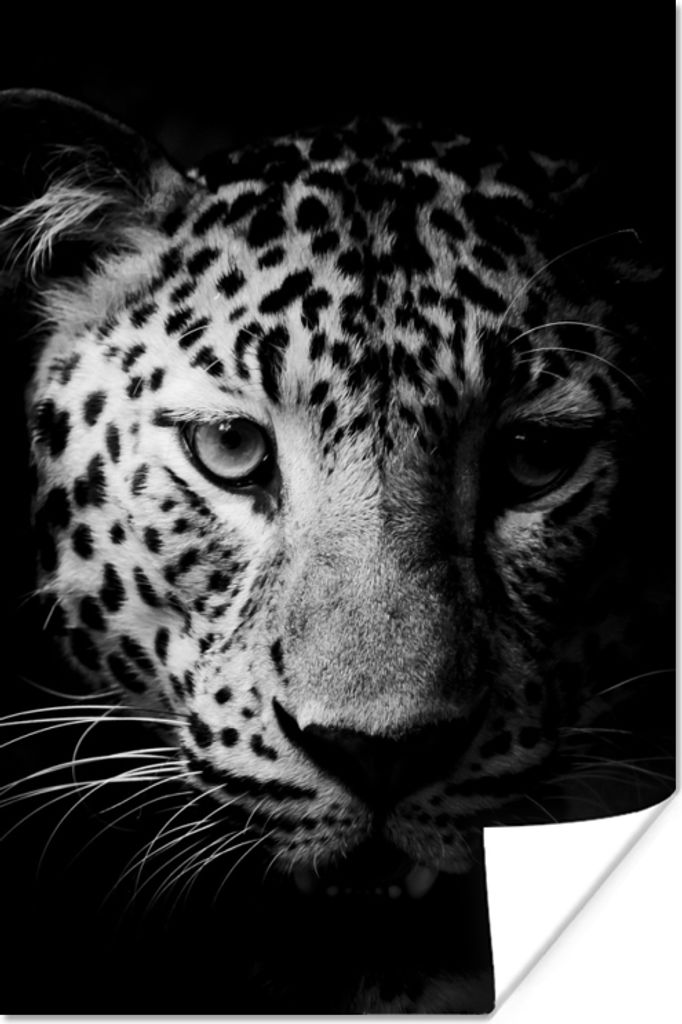 MuchoWow Poster Panther - Wildtiere - Schwarz und weiß - Tiere 60x90 cm - Wanddekoration